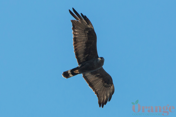 Zone-tailed hawk in Rancho Santa Margarita, 2016 Zone-tailed hawk