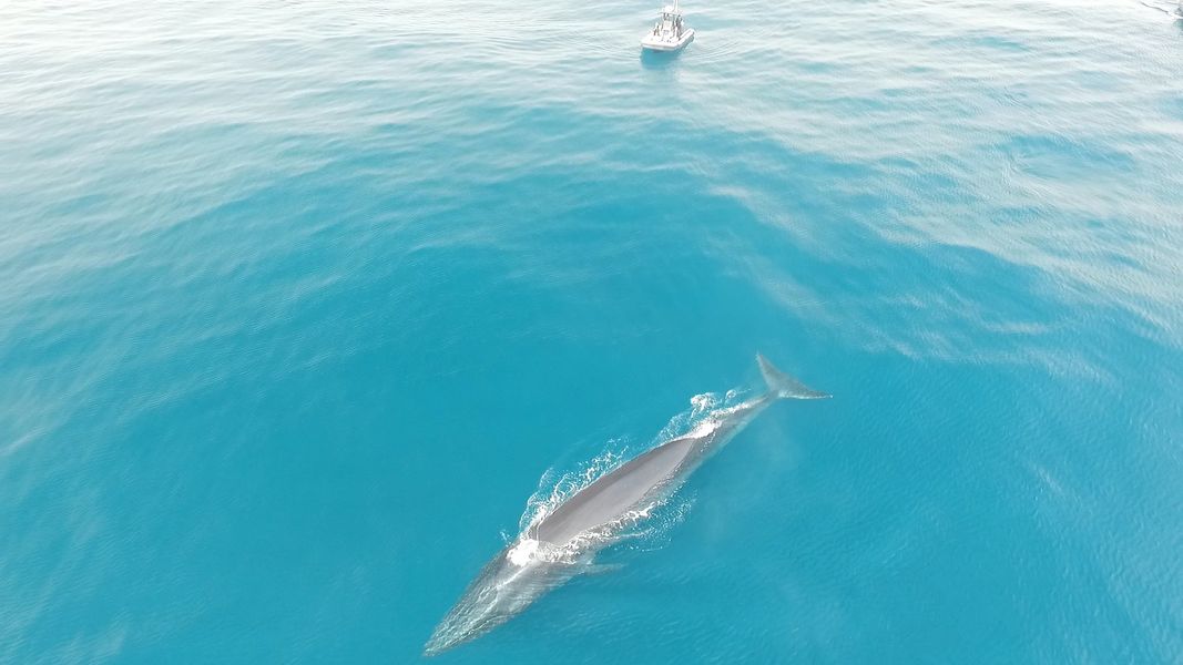 Bryde's Whale Bryde's Whale