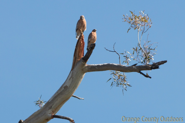 Red-Shouldered hawks in Trabuco Canyon Red-shouldered Hawk