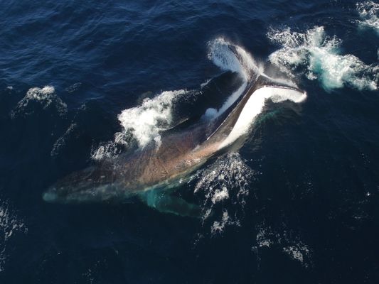 Scarlet entangled humpback whale