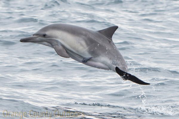 Common Dolphin