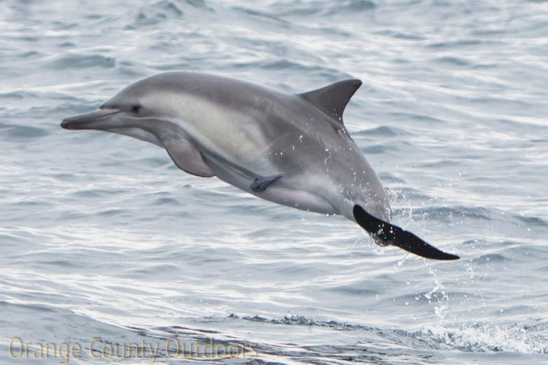 Long-beaked common dolphin with a remora attached to it Common Dolphin