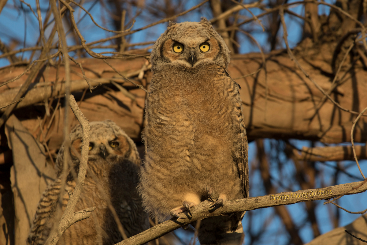Great horned owl chicks in Huntington Beach Great Horned Owl