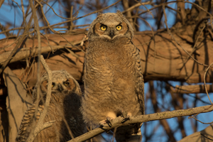 Great horned owl chicks in Huntington Beach Great Horned Owl