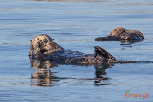 Sea Otter