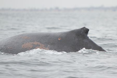 Scarlet entangled humpback whale Scarlet entangled humpback whale