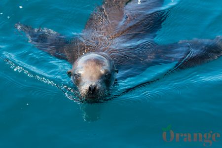 Sea Lion