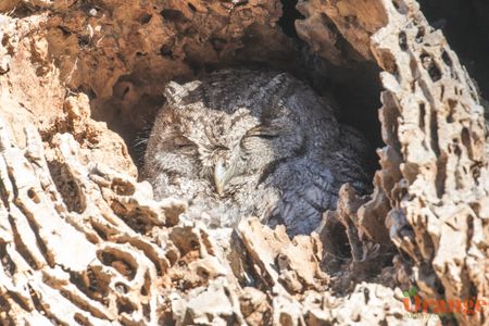 Western screech owl during daylight Western Screech Owl