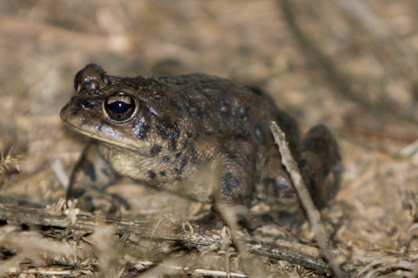 Western Toad in Orange County Western Toad