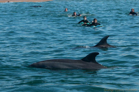 Bottlenose Dolphin Bottlenose Dolphin