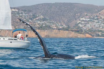Humpback Whale near Crystal Cove State Park, Newport Beach Humpback Whale