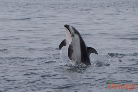 Pacific White-sided Dolphin