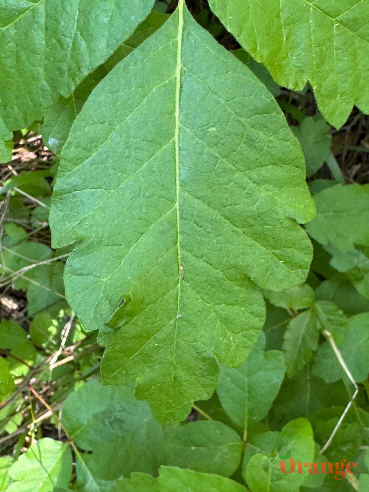 Poison Oak