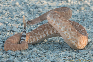 A coiled up red diamond rattlesnake shows its awesome ready to strike position. Here you can see the black and white striped near its rattle and also it's unique forked tongue. Red-diamond rattlesnake