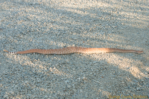 Red-diamond rattlesnake slithering around in Black Star Canyon Red-diamond rattlesnake
