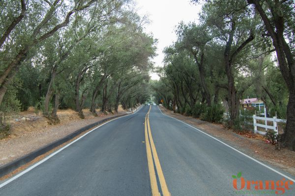 Modjeska Canyon Road Modjeska Canyon Road