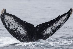 Humpback Whale