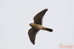 American kestrel American Kestrel