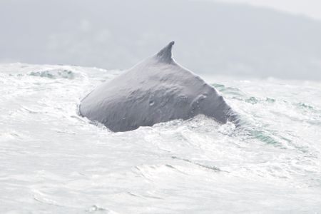 Humpback Whale