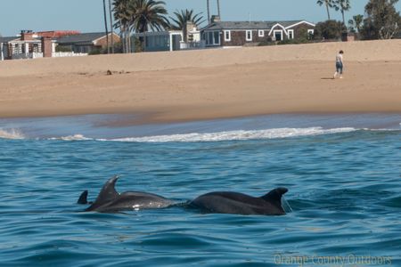 Bottlenose Dolphin Bottlenose Dolphin