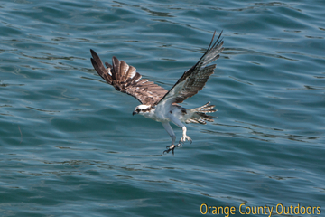 Osprey Osprey