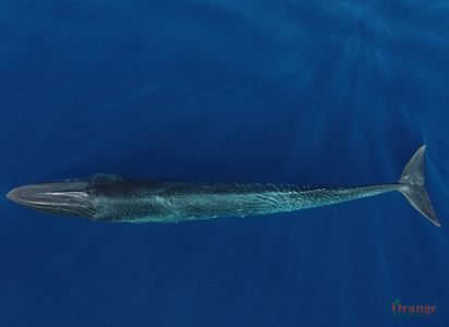 Fin Whale