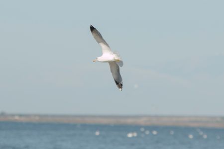 Yellow-footed gull at Salton Sea Salton Sea