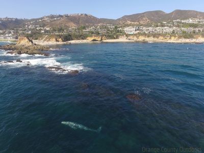 Gray whale