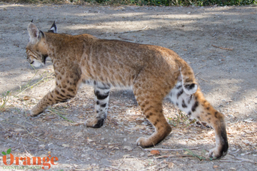 Bobcat Bobcat