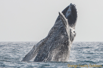 Humpback Whale Humpback Whale