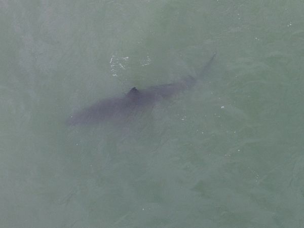 Great White Shark Great White Shark
