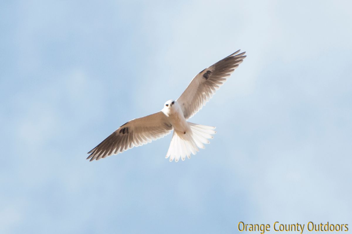 White-tailed Kite White-tailed Kite