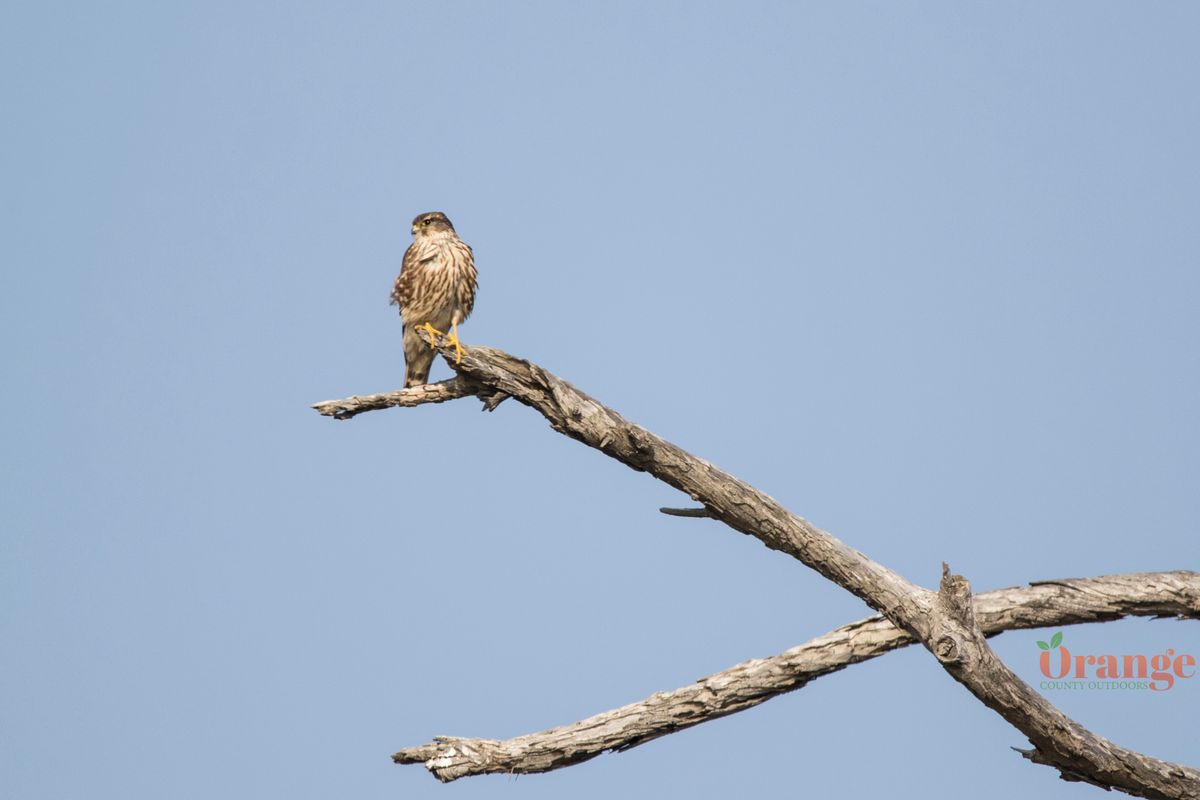 32 Birds of Prey Found in California! (2023) - Bird Watching HQ