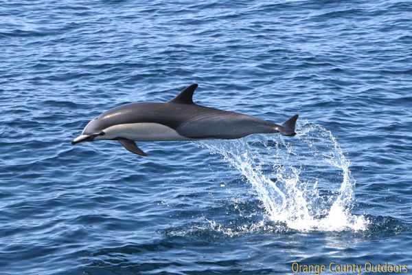 Common Dolphin