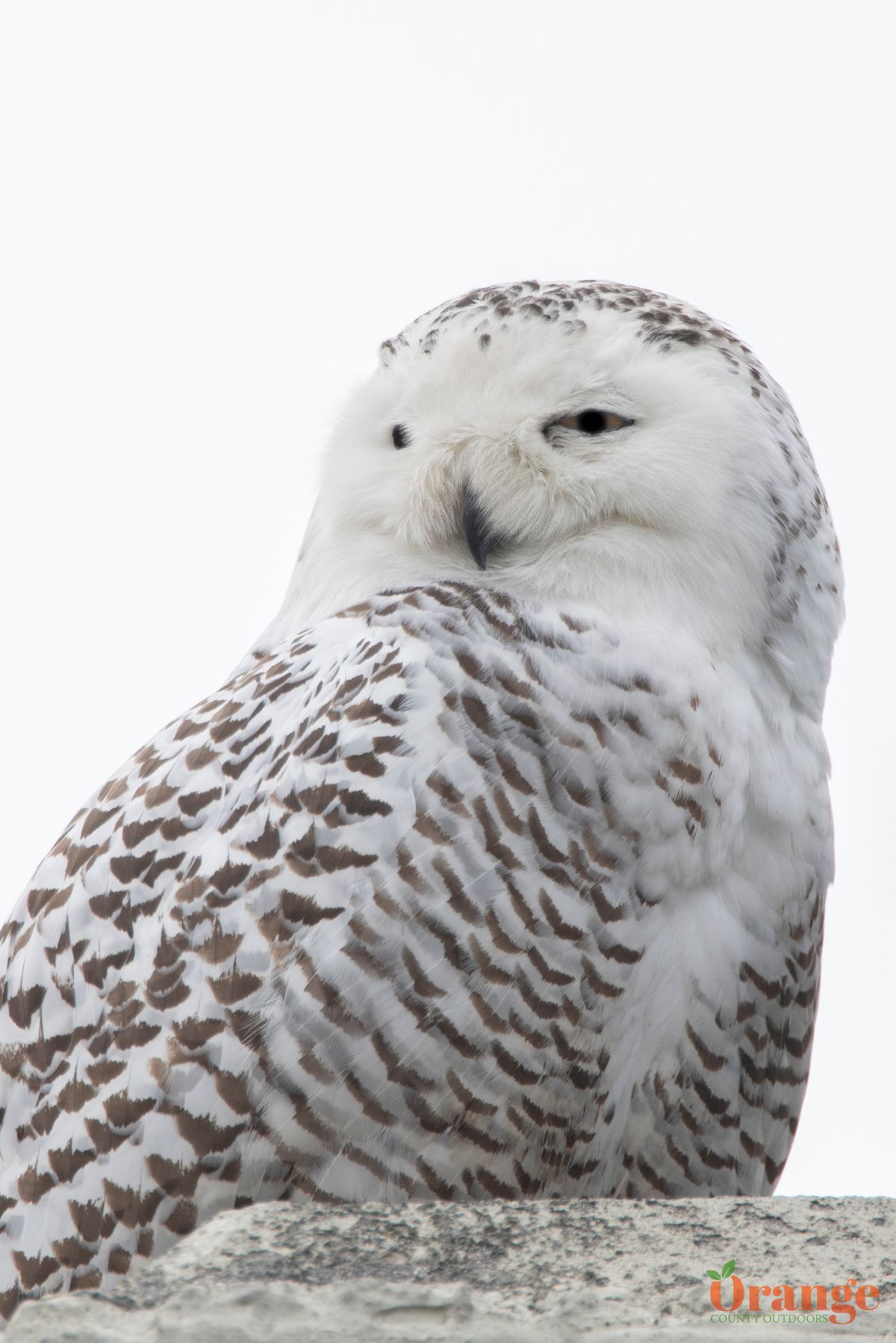 Snowy Owl