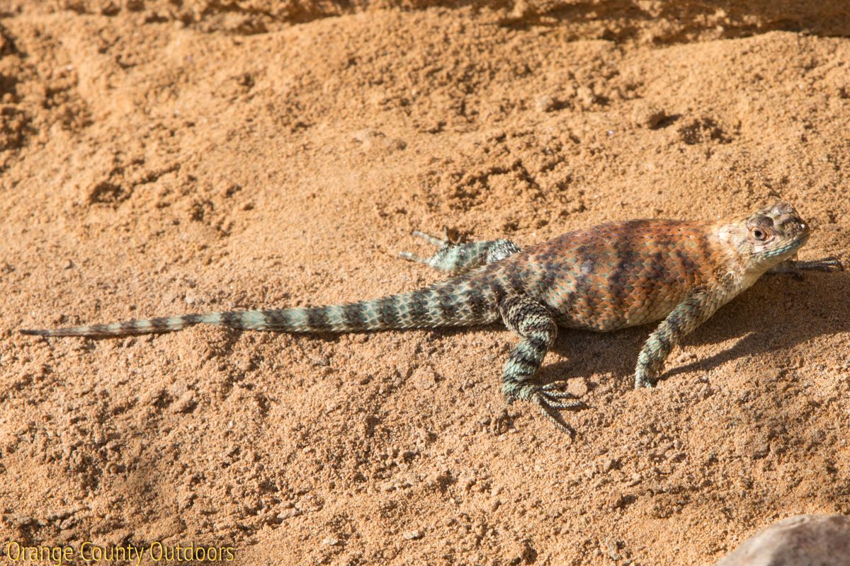 Granite Spiny Lizard - Orange County Outdoors