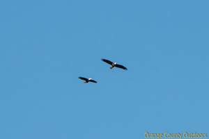 Bald eagles in Orange County Bald Eagle