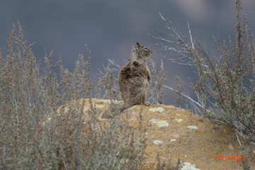 California ground squirrel in Trabuco Canyon California Ground Squirrel