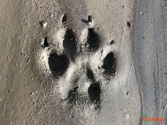 Coyote Print