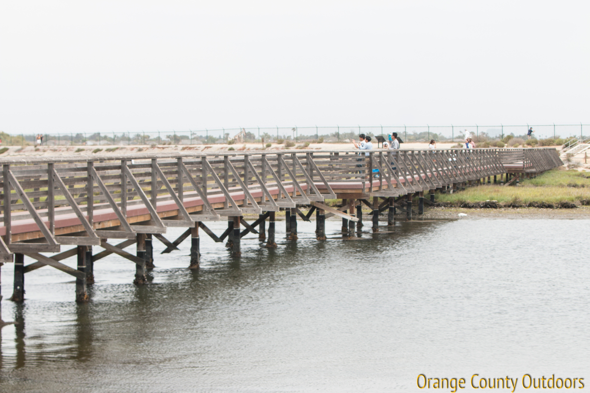 bolsa chica 1.jpg