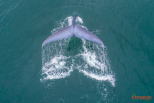 Aerial image of blue whales tail/fluke Blue Whale