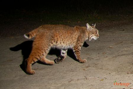 Bobcat