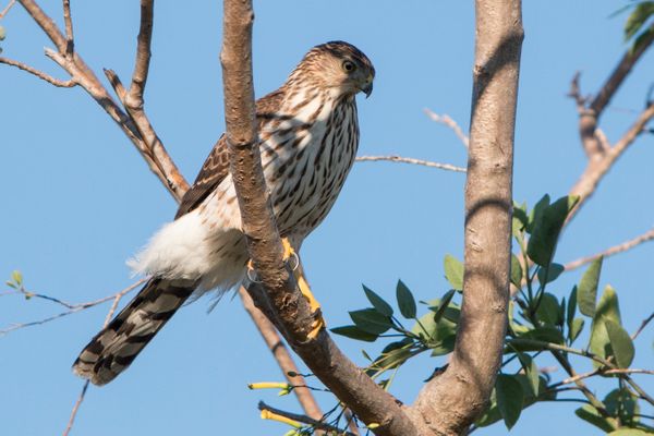A coopers hawk waits for its next meal to fly by. Right after this photo was taken, the bird dove down and caught a smaller bird in a very dramatic over the water act. Cooper's Hawk