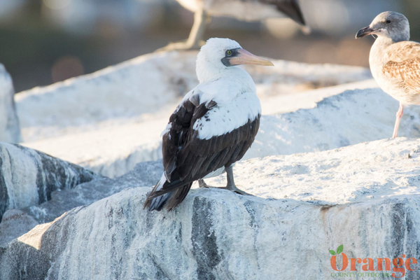 Nazca Booby in Dana Point Harbor Nazca Booby