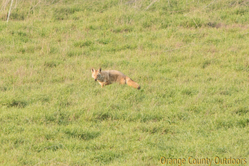Coyote at Aliso and Woods Canyon Regional Park Coyote