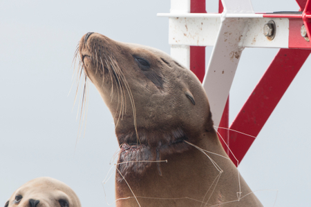 Sea lion entangled with a gill net Sea Lion
