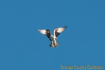 Osprey Osprey