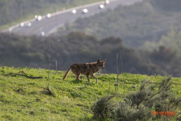 Coyote