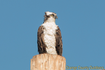 Osprey Osprey