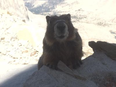 Yellow-bellied marmot Mt Whitney